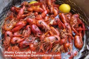 Boiled Louisiana Crawfish from the Atchafalaya Swamp ... it's nearly crawfish season in Louisiana ... can you taste them? click to learn more about Louisiana crawfish