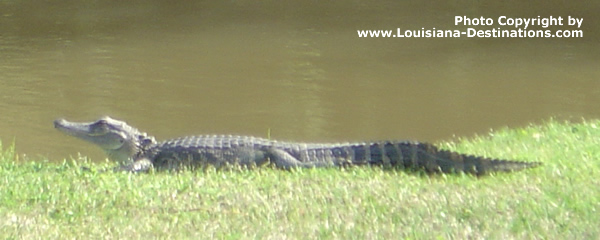 Alligator on the bank of a bayou, near New Iberia, Louisiana