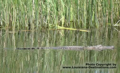 Alligator swimming in canal near Pierre Part, Louisiana