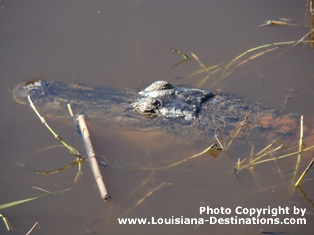 Alligator in a Louisiana swamp