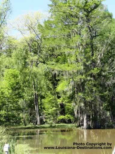 Swamp scene in South Louisiana near Pierre Part