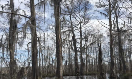 Swamp scene in Louisiana's Honey Island Swamp
