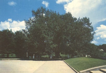 The Evangeline Oak