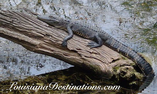 Large alligator basking in the sun in the Atchafalaya Basin Swamp in South Louisiana near Pierre Part