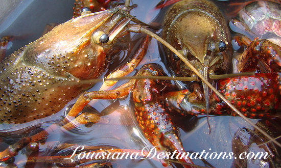 The Official Louisiana State Crustacean, the Crawfish