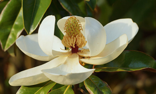The Official Louisiana State Flower, the Magnolia