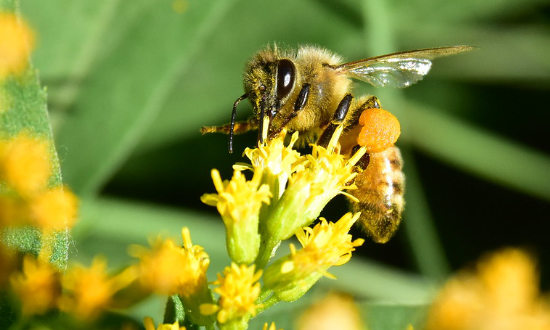 The Official Louisiana State Insect, the Honey Bee