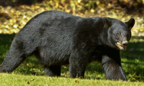 The Official Louisiana State Mammal, the Black Bear