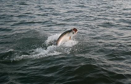 Tarpon fishing off of Grand Isle, Louisiana