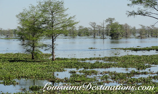 Atchafalaya Swamp, Henderson Louisiana