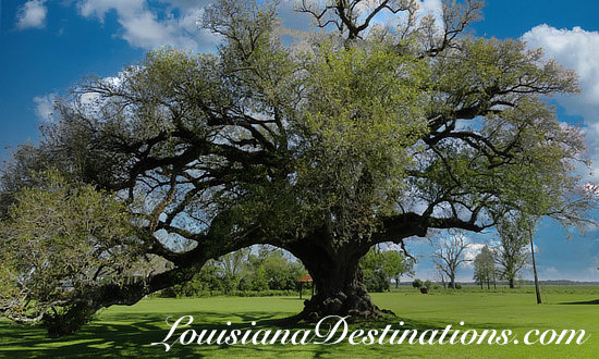 Massive live oak tree along Bayou Lafourche near Labadieville, Louisiana