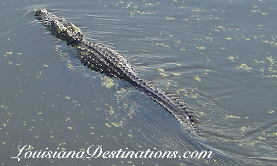 Alligator swimming away near Thibodaux, Louisiana