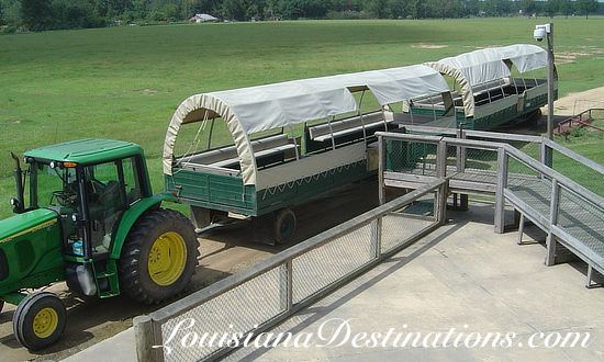 Covered wagons at the Global Wildlife Center in Folsom, Louisiana