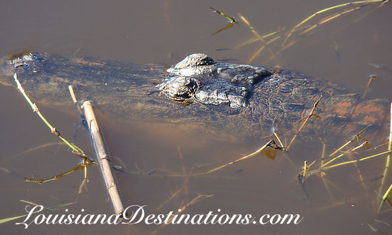 Alligator in a canal at Pecan Island, Louisiana 