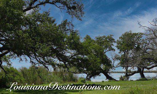 Giant Oak Trees at Pecan Island, Louisiana, survivors of the many hurricanes that have struck this area on the Gulf Coast