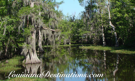 Swamp scene in Louisiana's Atchafalaya Basin Swamp