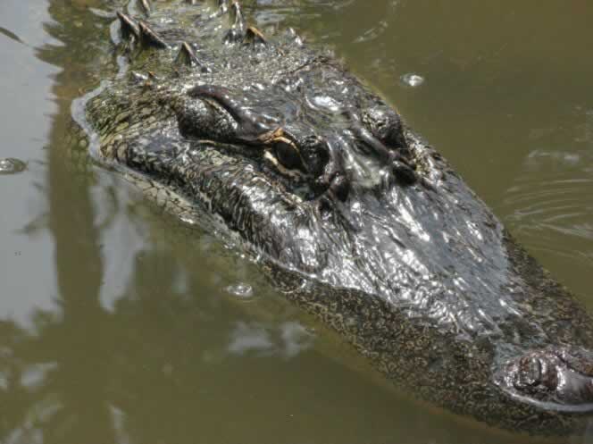 The Louisiana Alligator ... seen on a swamp tour at Honey Islan
