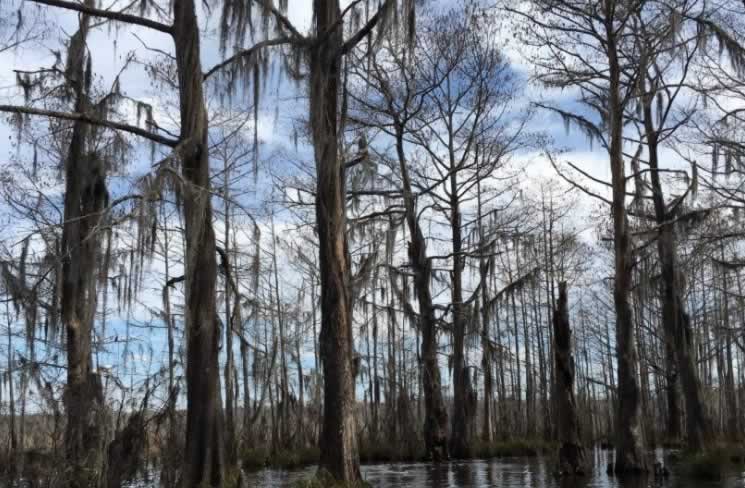 Cypress trees in the Honey Island swamp in Louisiana