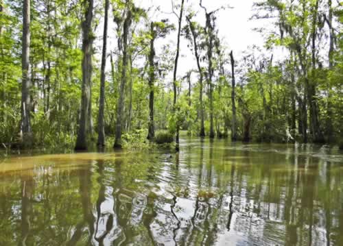 Scene in the Honey Island swamp in Louisiana