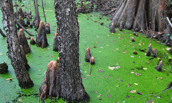 Cypress knees flourishing in the murky waters of a Louisiana swamp 