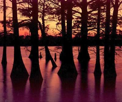 Sunset in a Louisiana swamp