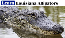 Learn about Louisiana Alligators, their habitis, sizes and where to see them!